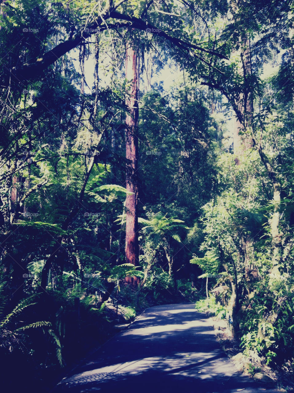 Taken at the beautiful Dandenong Ranges of Victoria on a calm day in