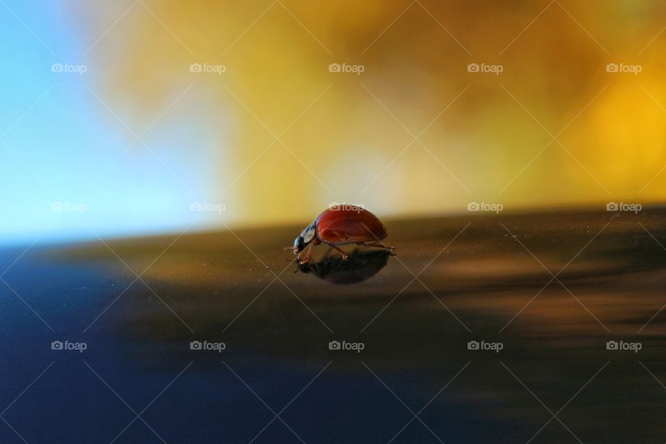 Ladybug