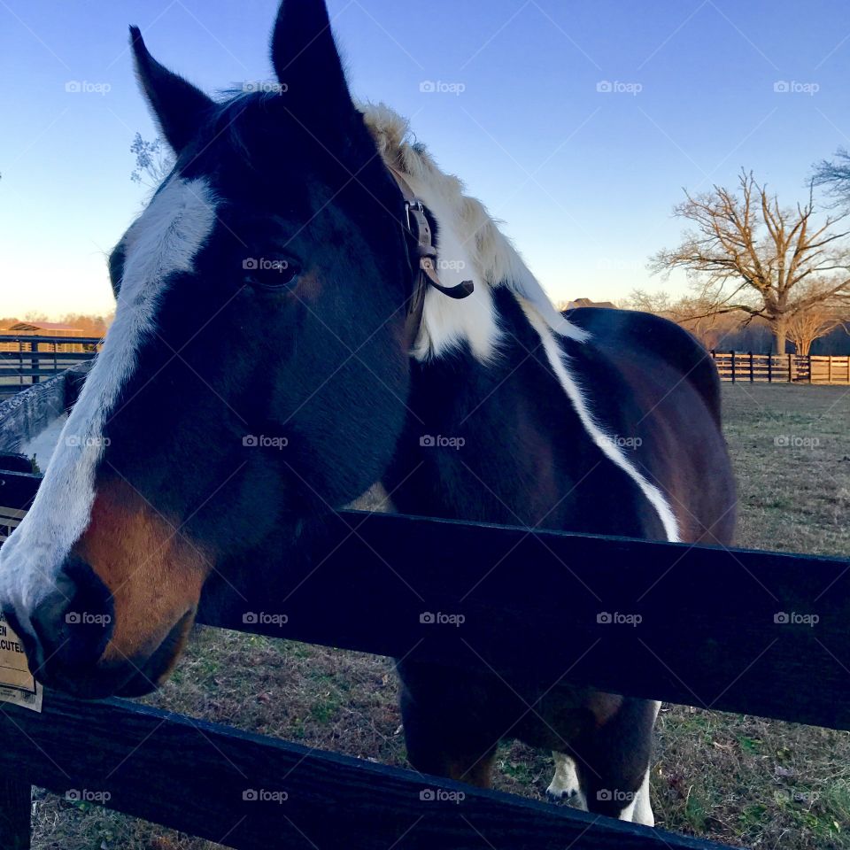 Horse looking over fence