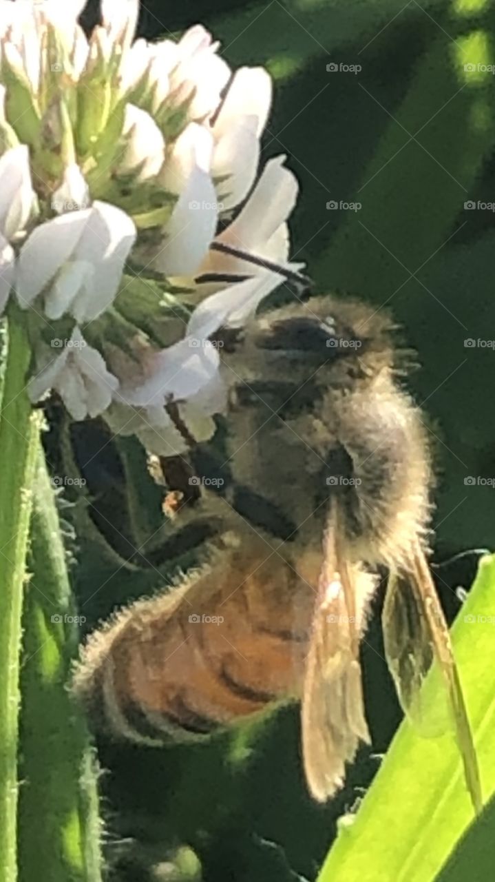 insect, plant, white, white clover, Dutch clover, green, wing, tattered, tattered wing, feeding, foraging, collecting, nectar 