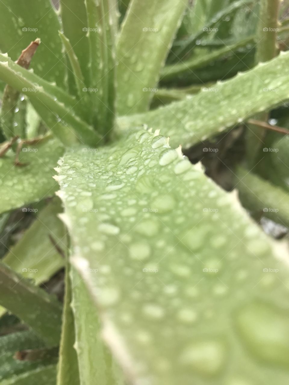 Aloe Vera plant 