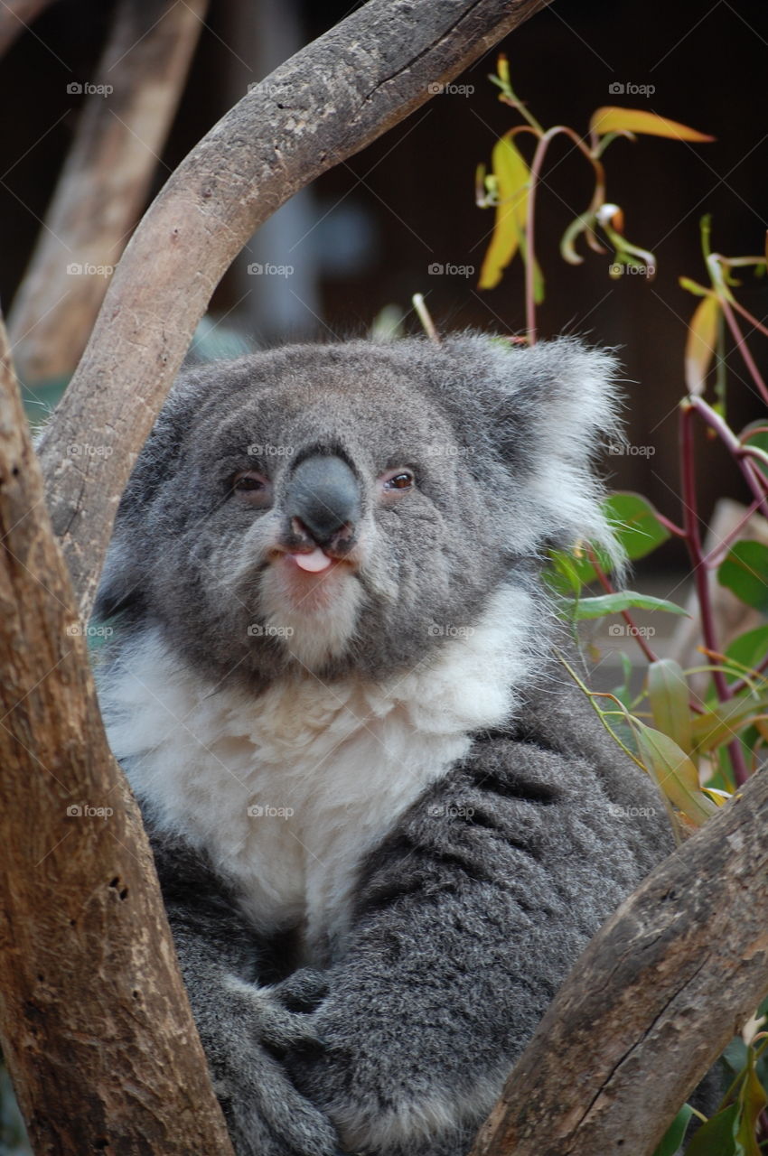 Sassy Koala