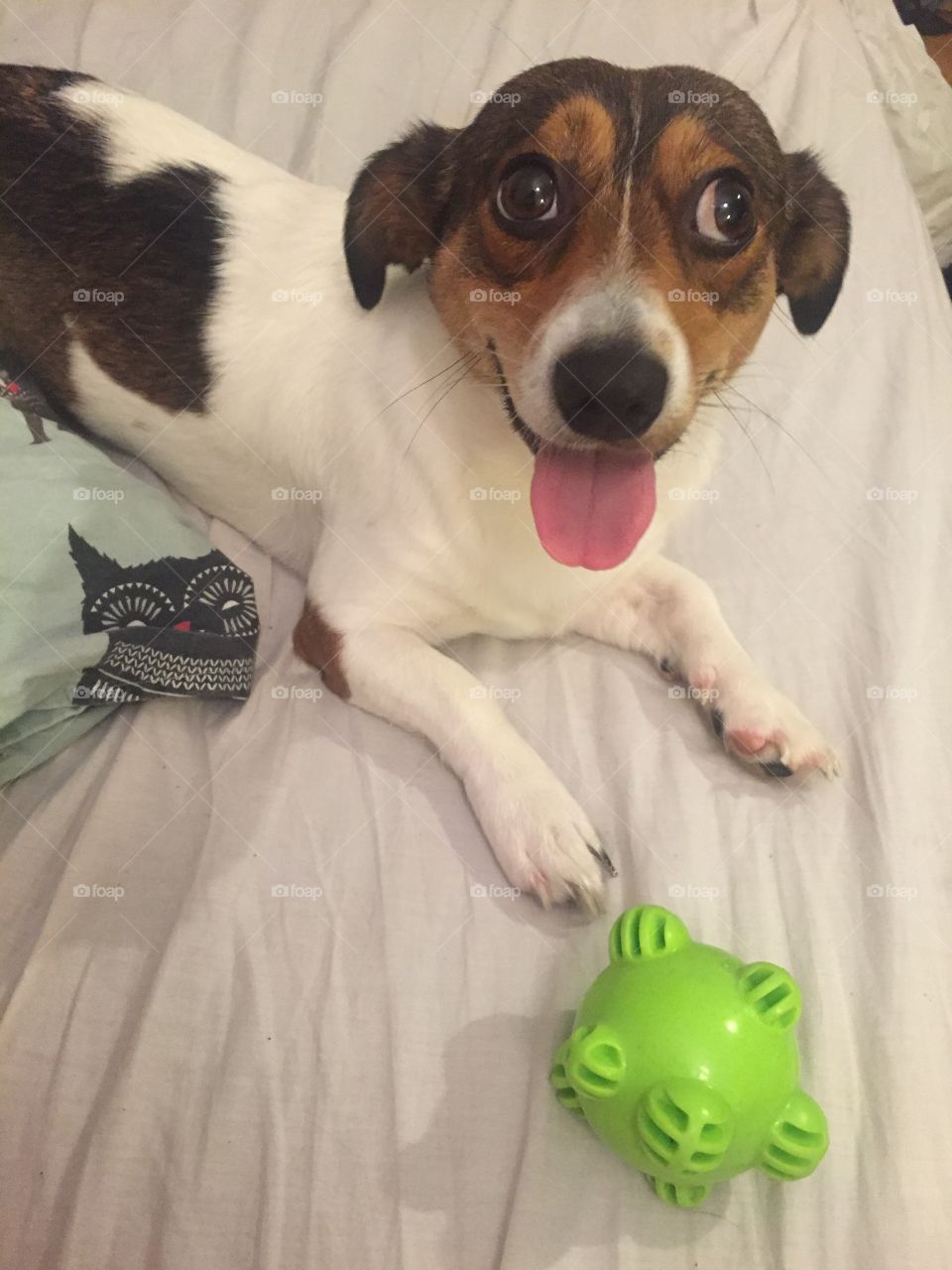Cute smiling dog with a green ball on a bed