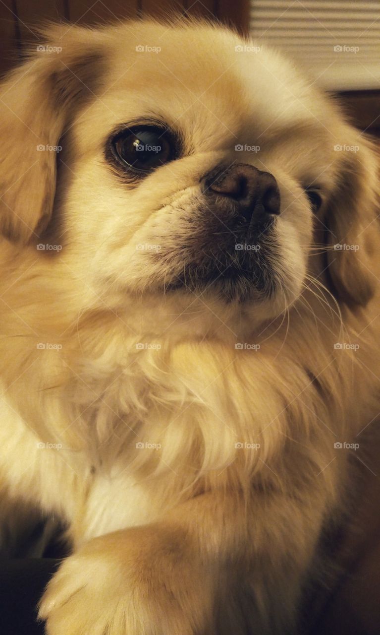 Pekinese