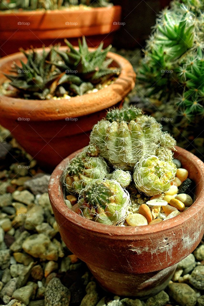 cute little cacti