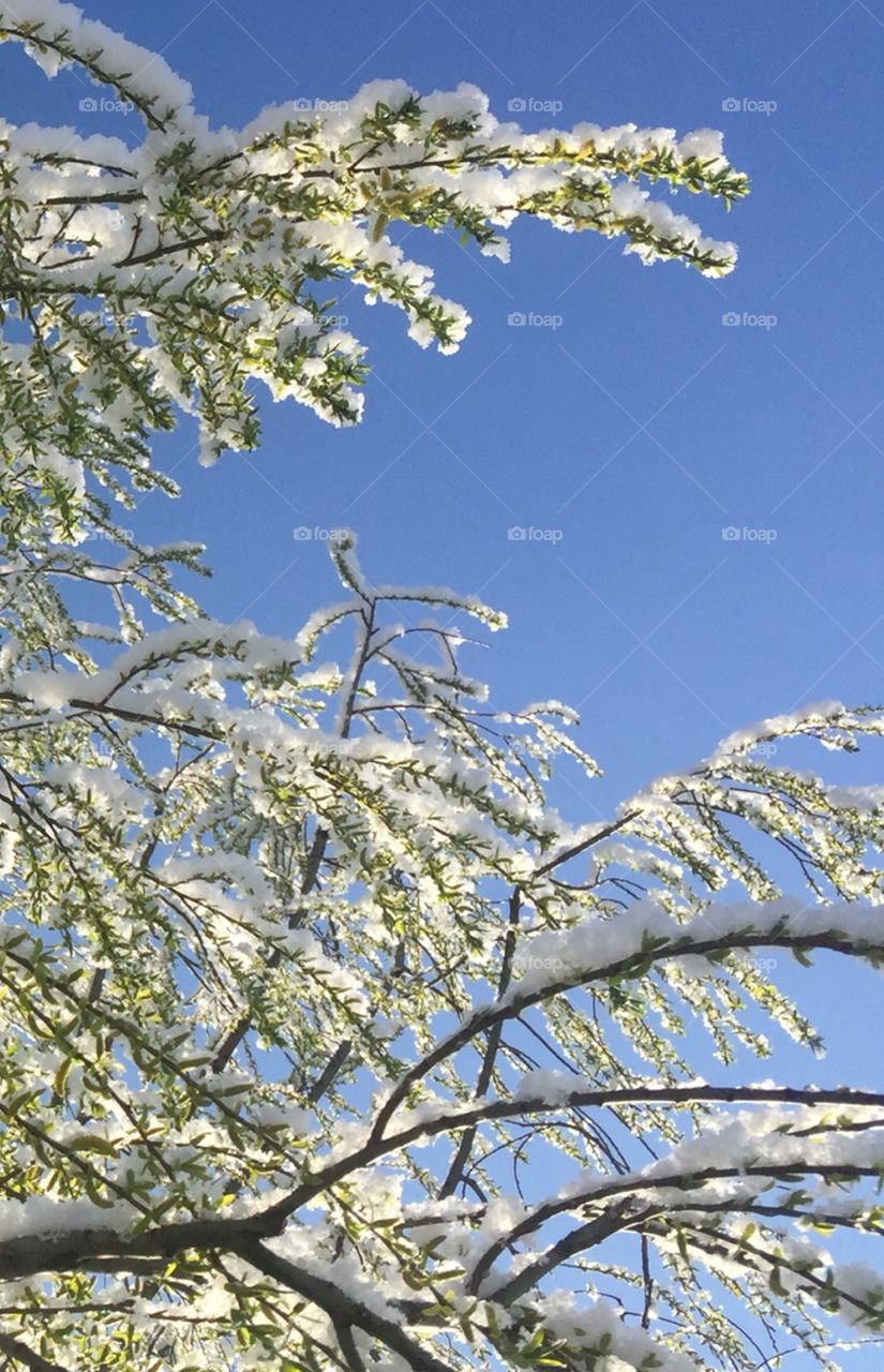 Tree, Season, Branch, Nature, Sky