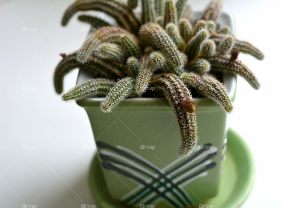 green house plants cactus in the pot