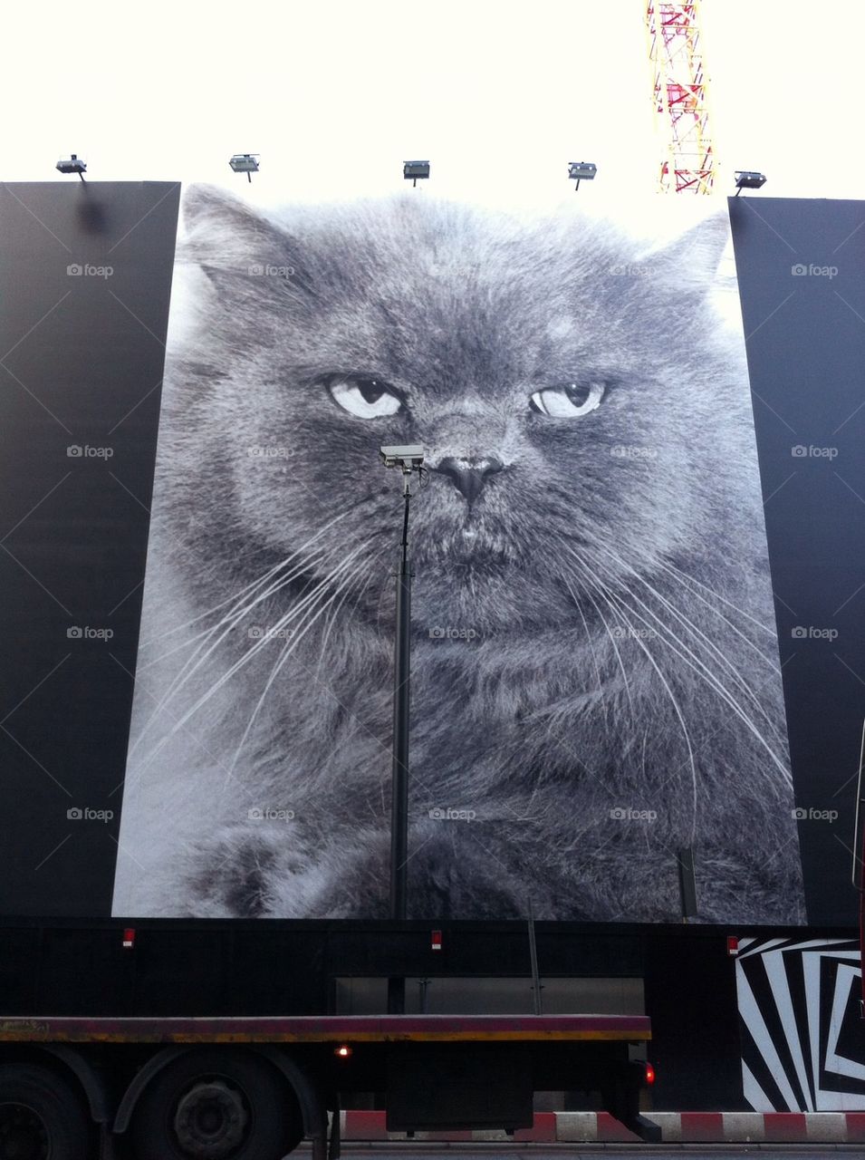 Billboard cat
