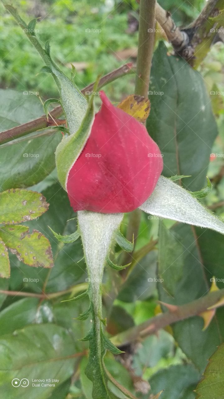 boton de rosa roja