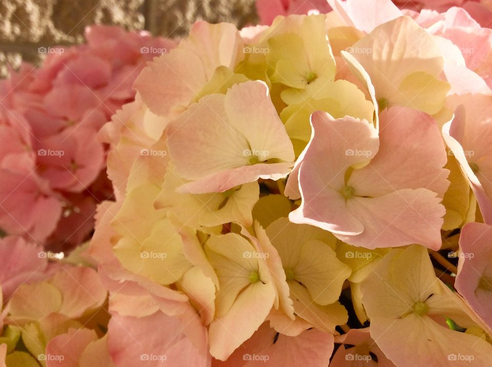 Ever beautiful Easter hydrangea 