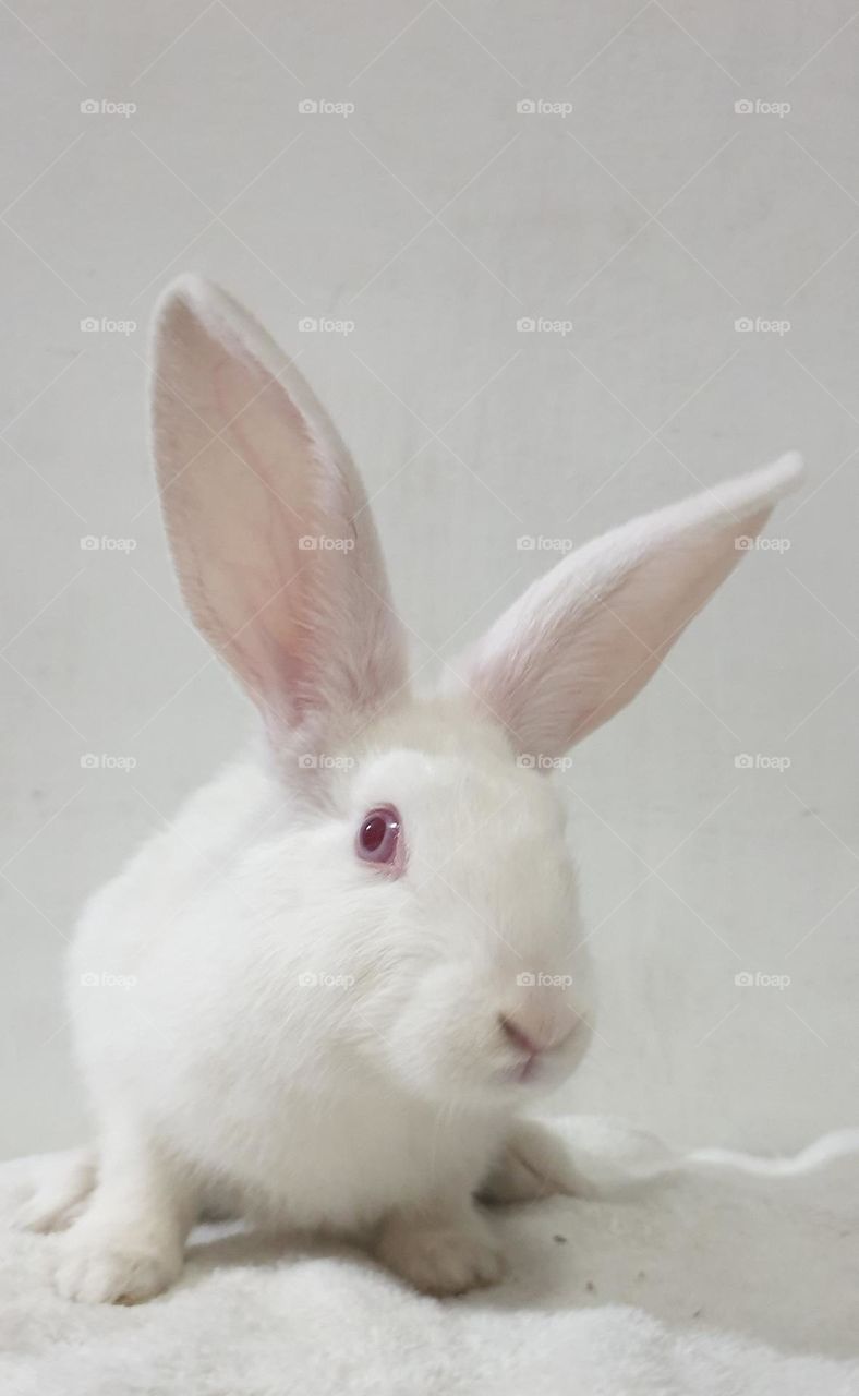 Beautiful rabbits, nose comica red eyes, gray and white snow, delicate, curious, big and long, very curious and funny ears