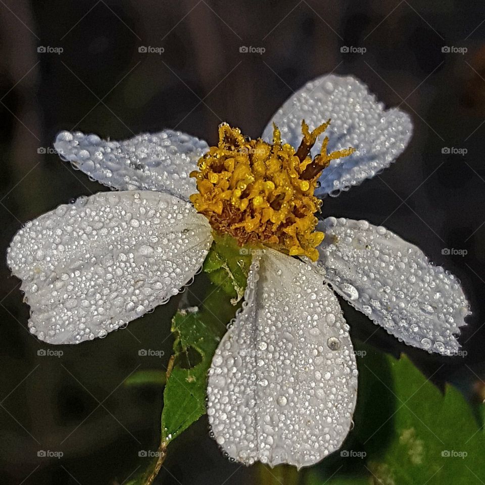 dew on wildflower