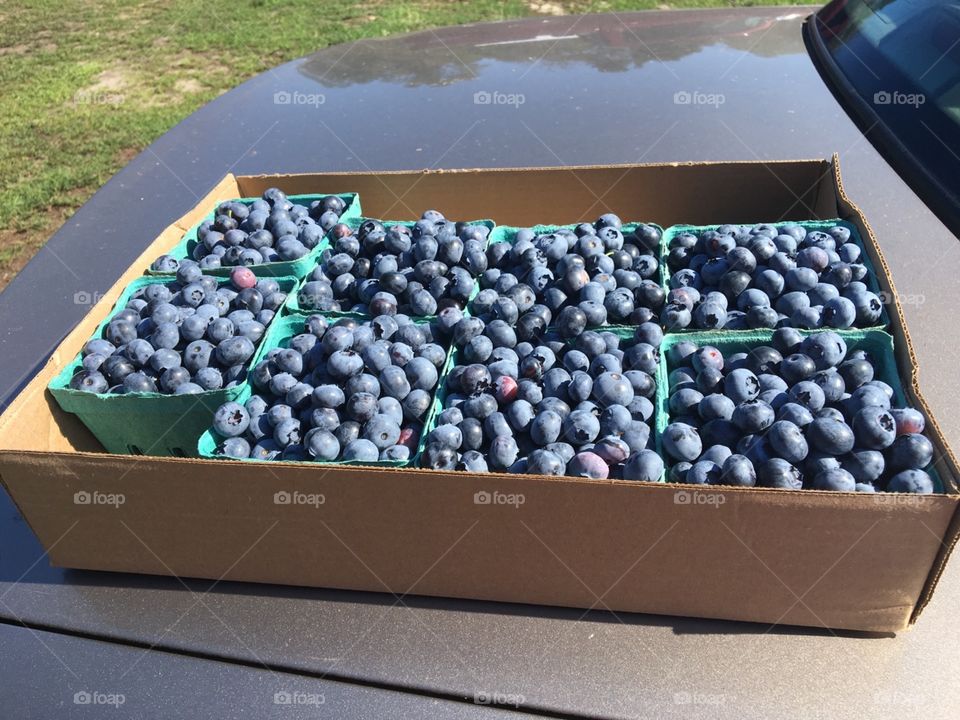 Hand picked blueberries at  "pick your own" Hokum Rock Farm in Dennis on Cape Cod. These were picked early on a mid-July morning not long after the sun rose, and kissed the morning dew from the berries.