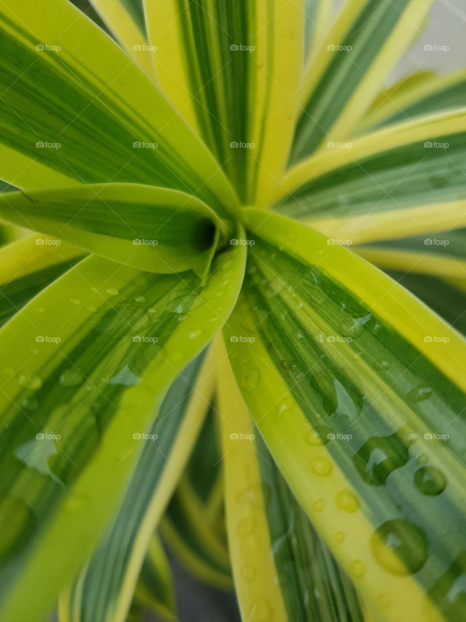 rain on leaves