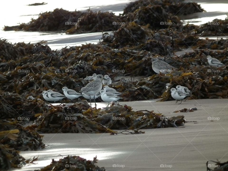 Sandpiper flock