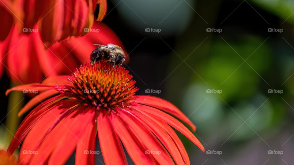 Bumblebee foraging on a purple coneflower (Echinacea purpurea) with red petals and yellow pollen