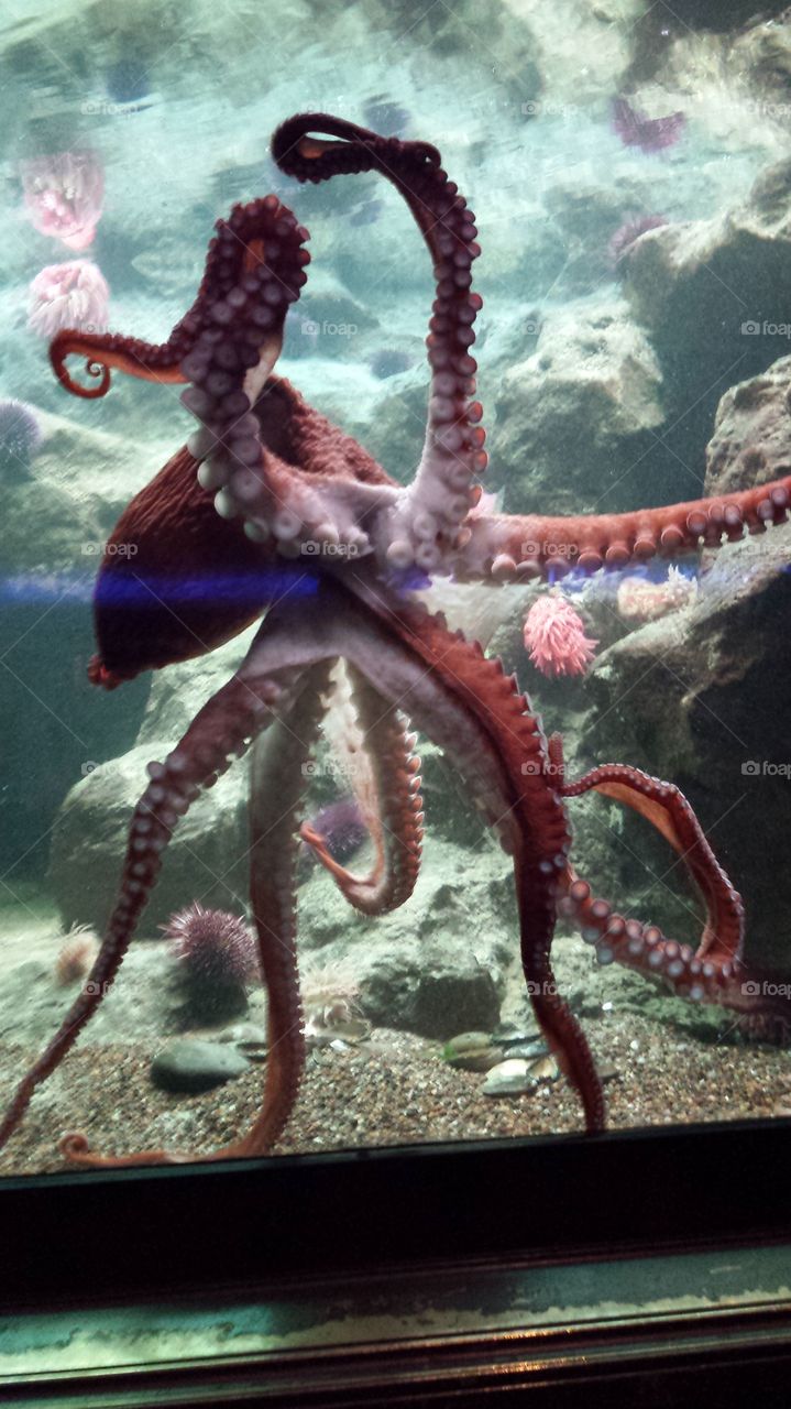 octopus  aquarium
