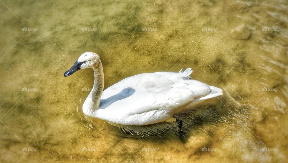 Beautiful white feathered duck just walking along in the water.