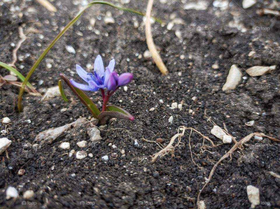 Proleska dvulistnaya — a perennial herbaceous plant. March.