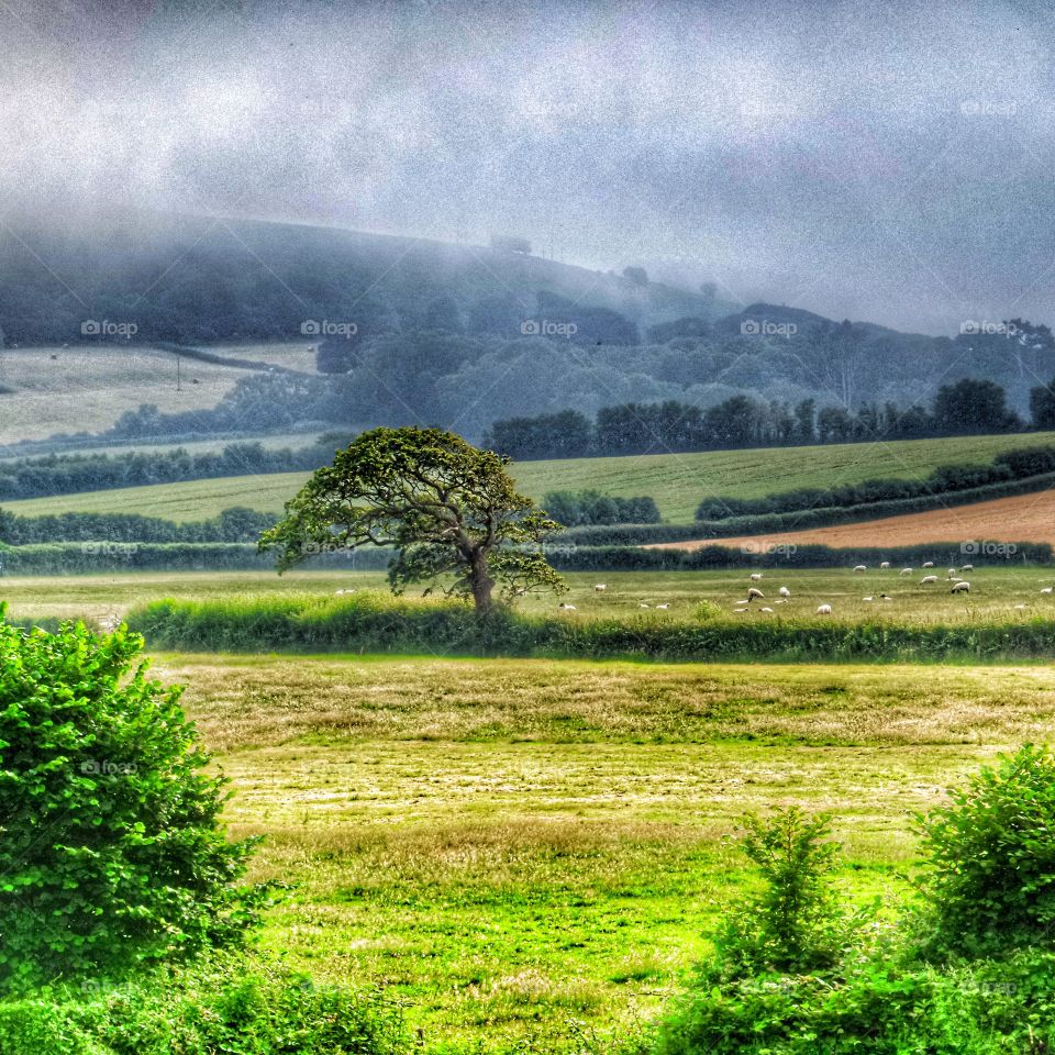 Landscape. Rural landscape 