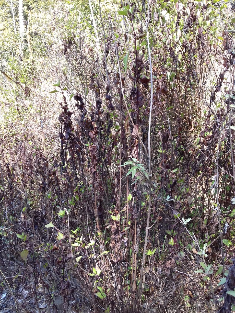 stalks near a clearing at