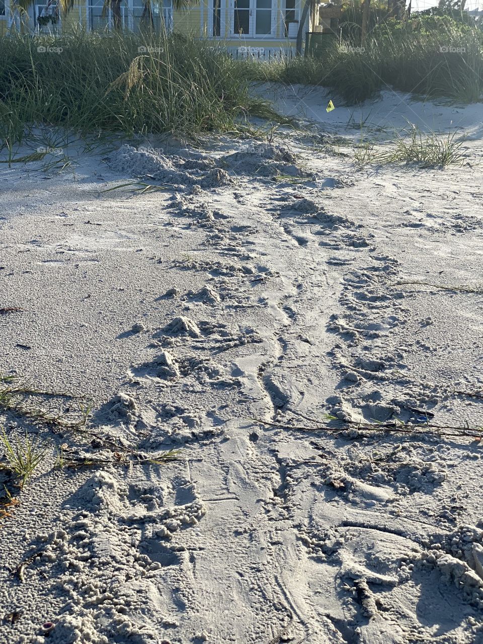 Things you discover on your morningwalk: turtletracks 