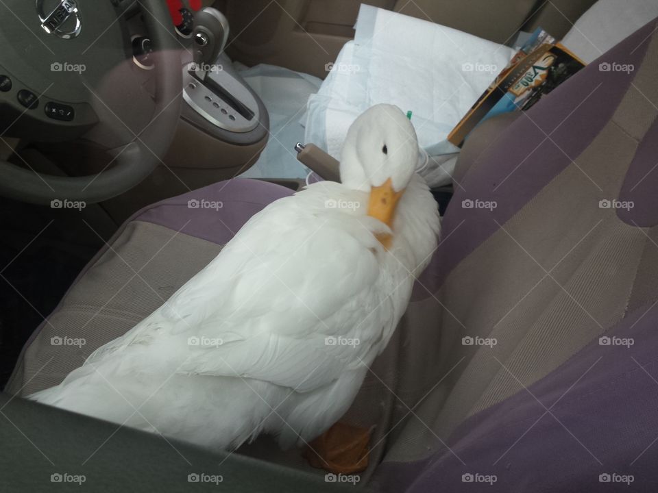Chicken the Duck in a Car