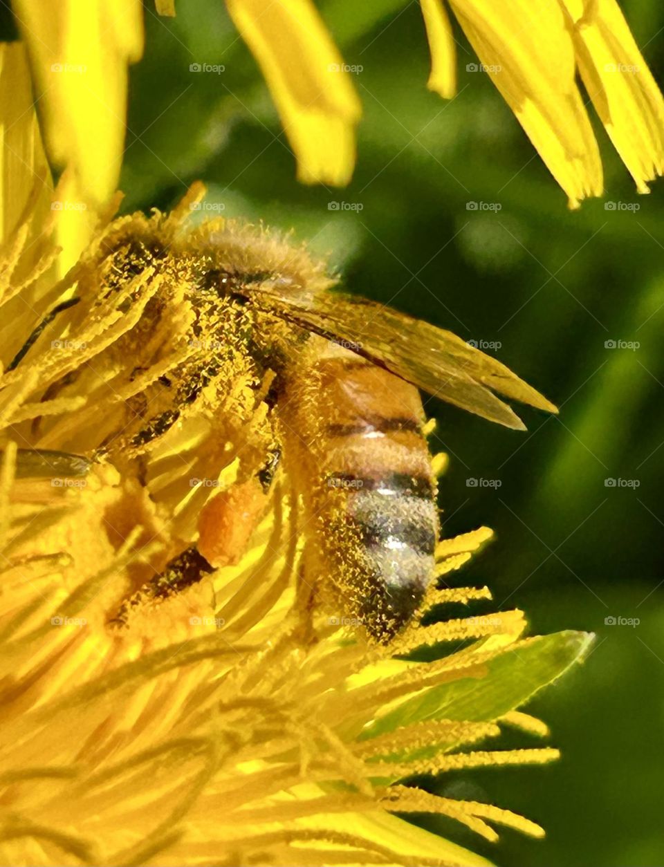 Dandelion with honeybee on it