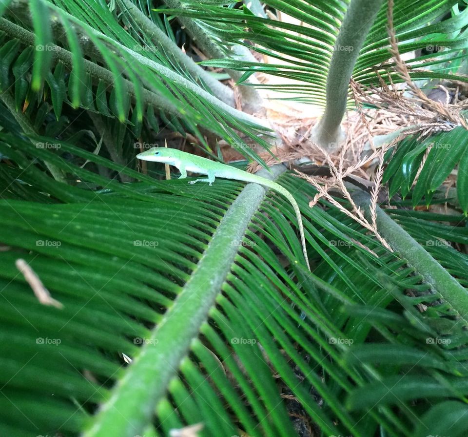 Palm Tree Lizard
