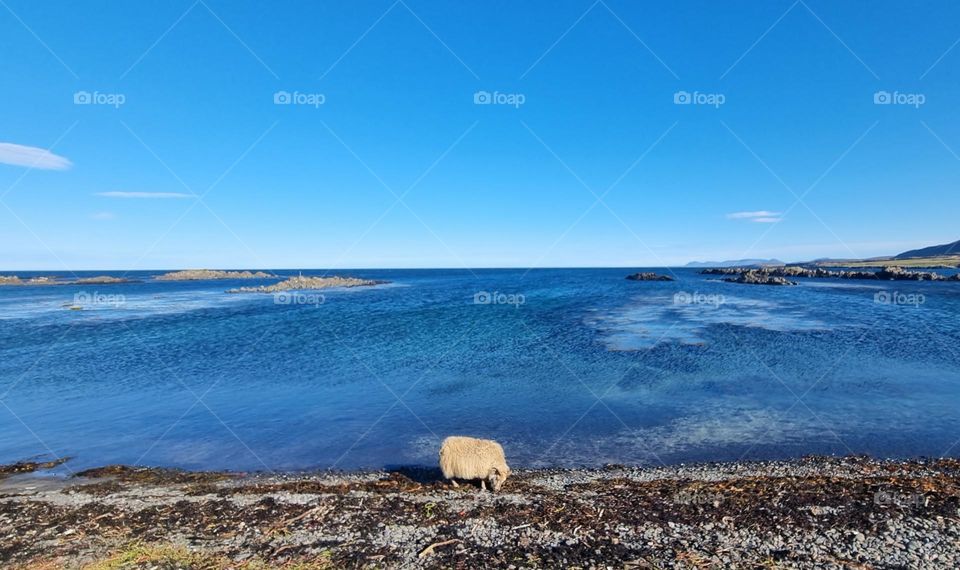 A sheep eats seaweed on the beach