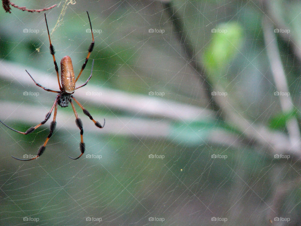 web spider by gatordukie