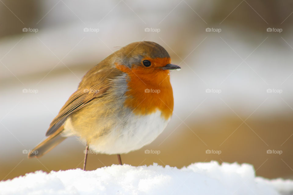 Robin in snow