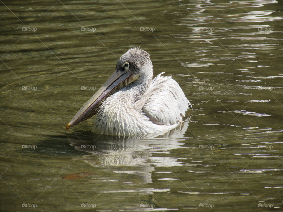 Pelican swimming