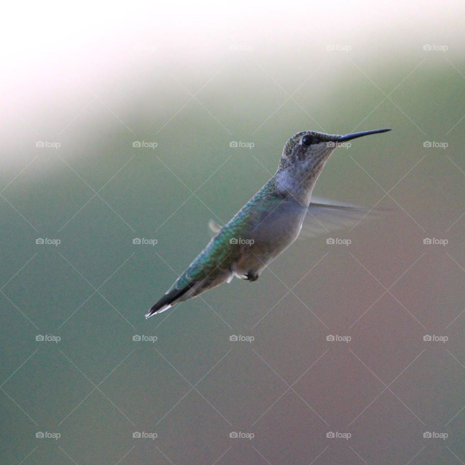 Hummingbird en route for some sweet nectar 