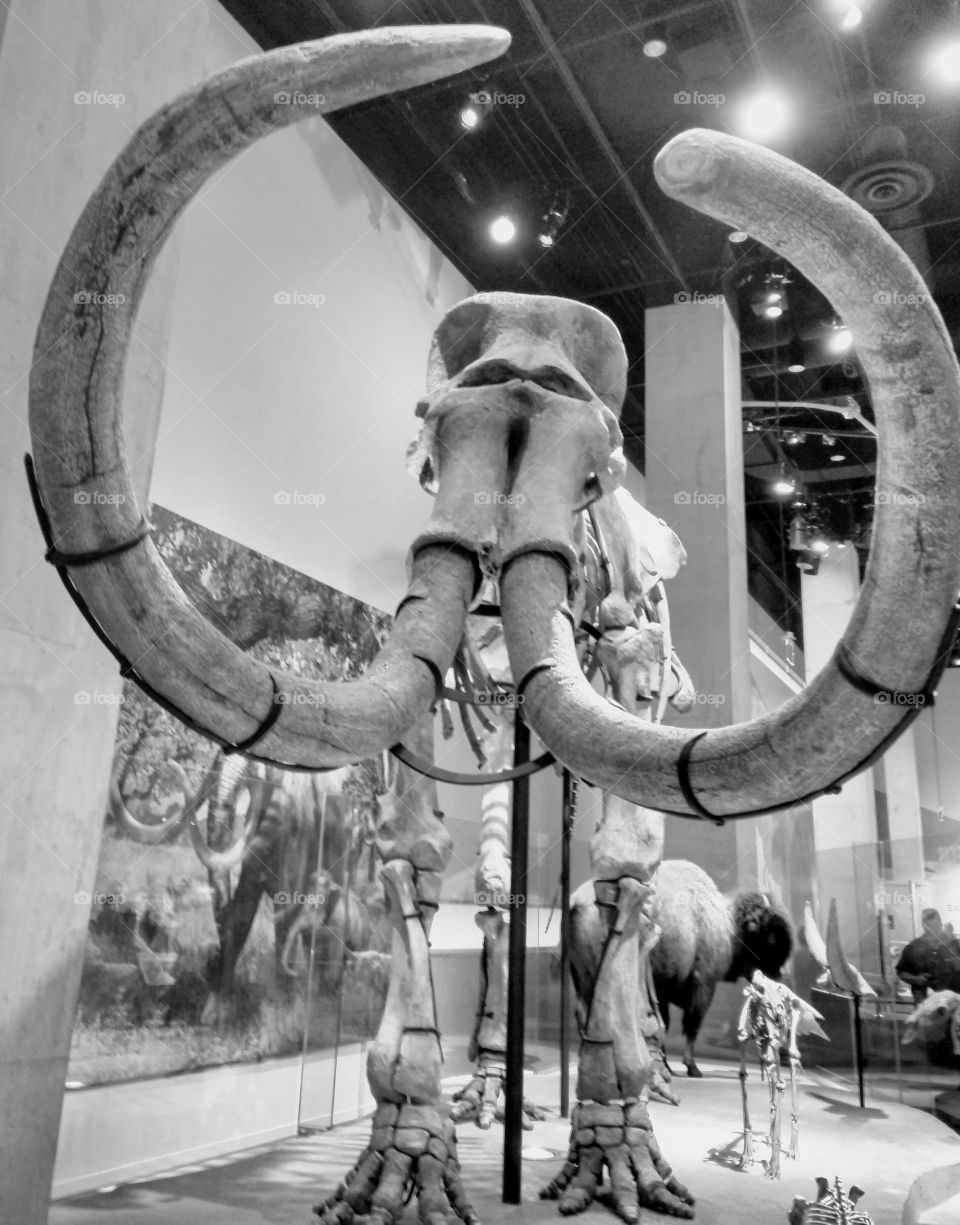 A mammoth display at the science museum in black and white