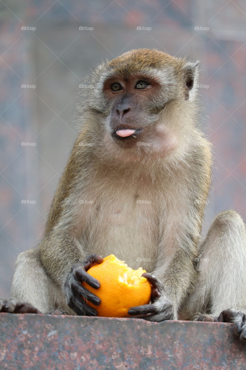 Funny monkey in Kuala Lumpur