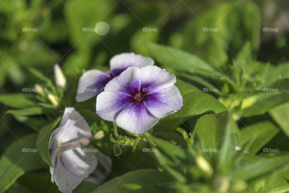 Beautiful purple and mauve flowers