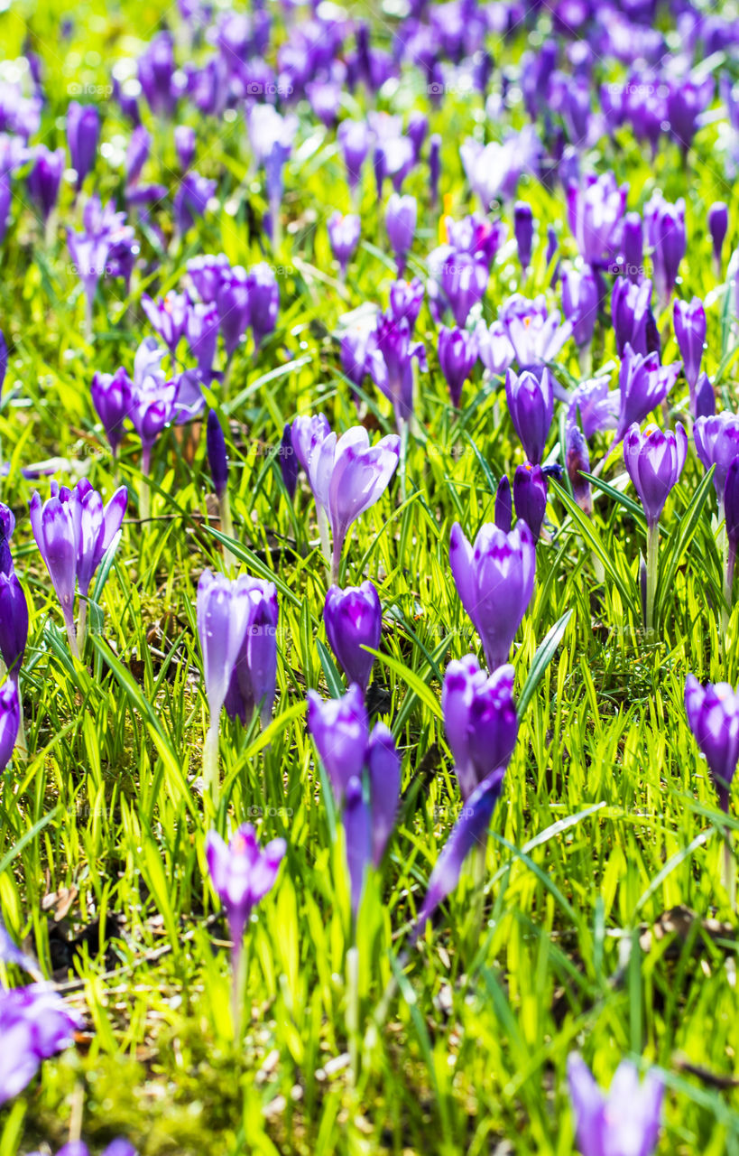 Spring flowers - crocuses