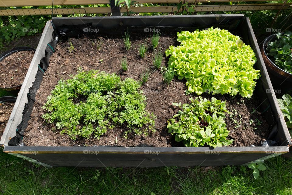 Growing my own vegetables in a wooden pallet outdoors in the garden 