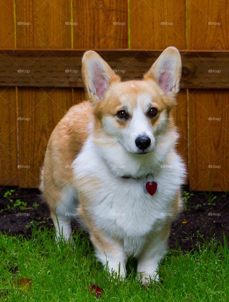 Corgi