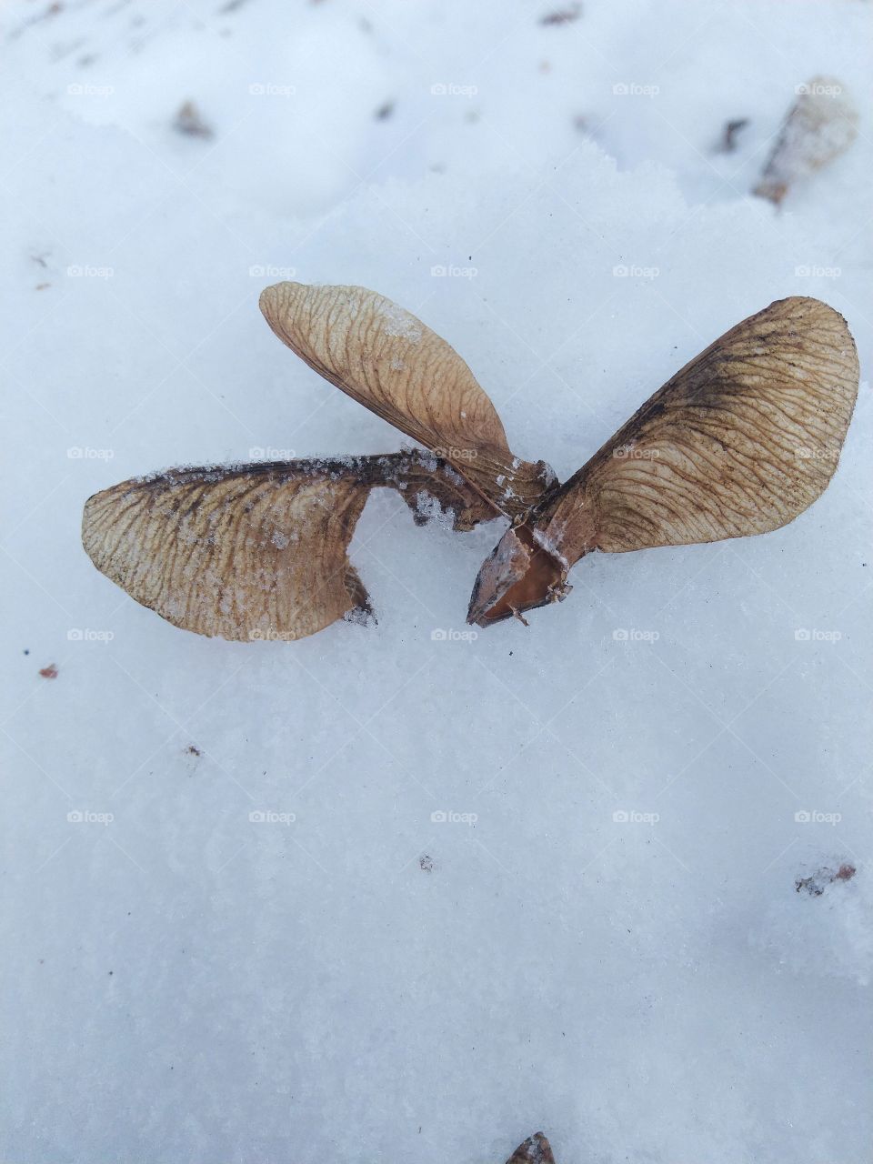 maple seeds, winter, Russia, Siberia, cold. Hello, nature from the warm season.
