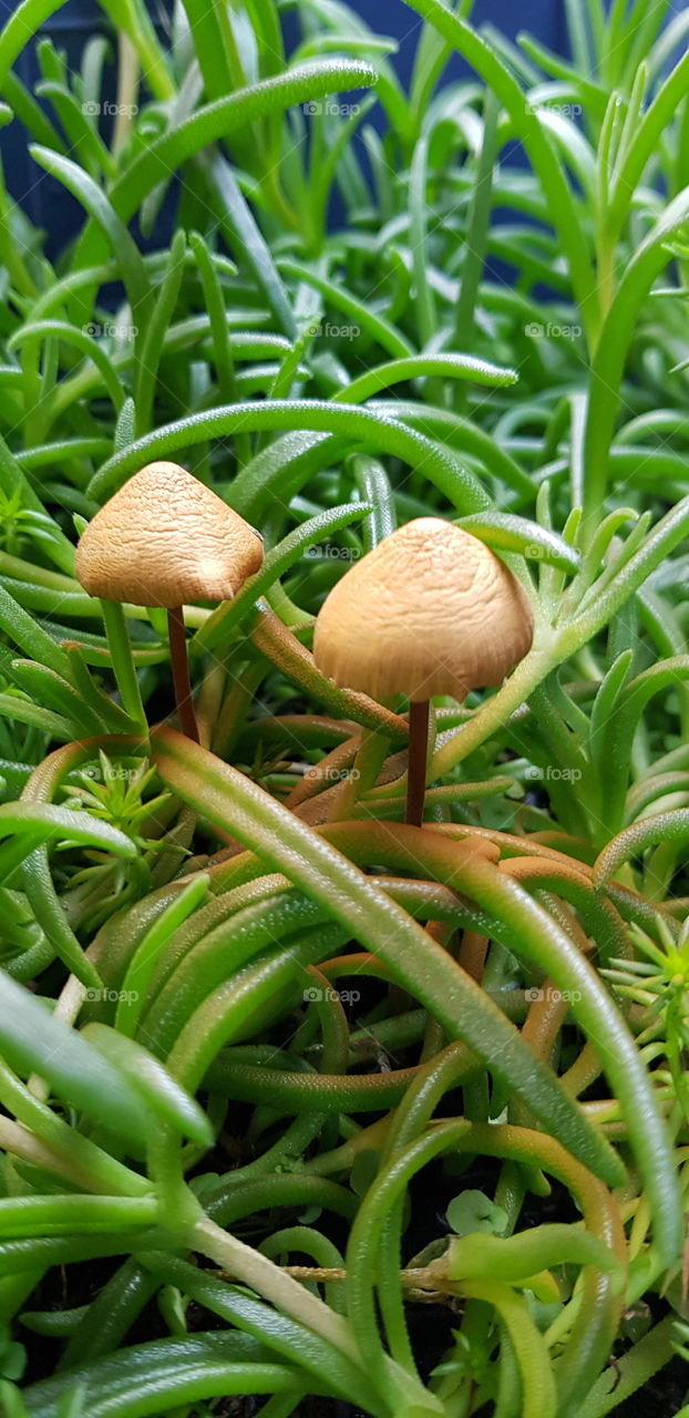 Mushrooms in a flower vase