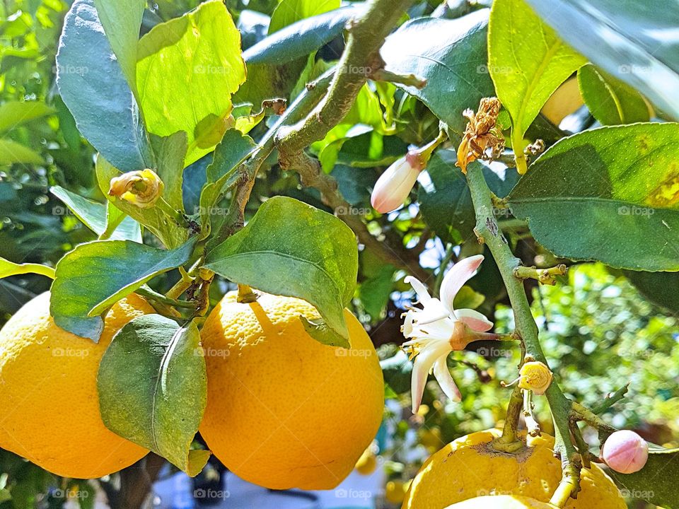 Zagara flowers and lemons