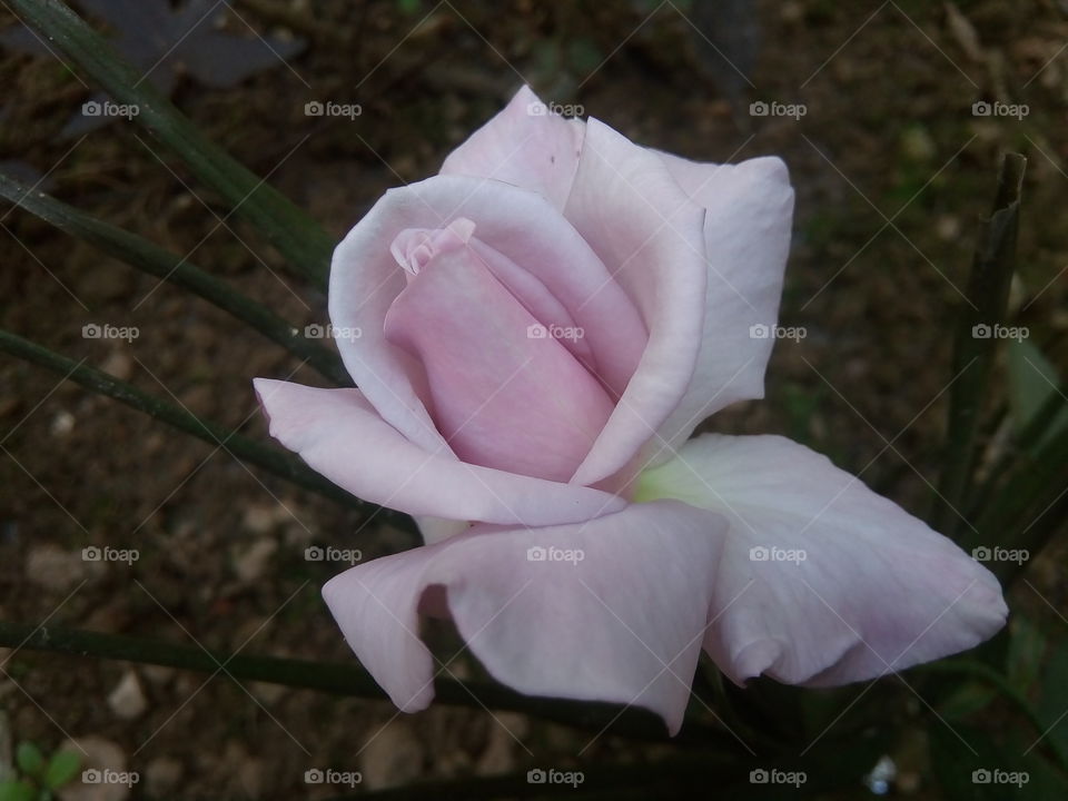 flower 2018-01-22 060 
#আমার_চোখে #আমার_গ্রাম #nature #flower 
#eukaryota #plantae #angiosperms #eudicots