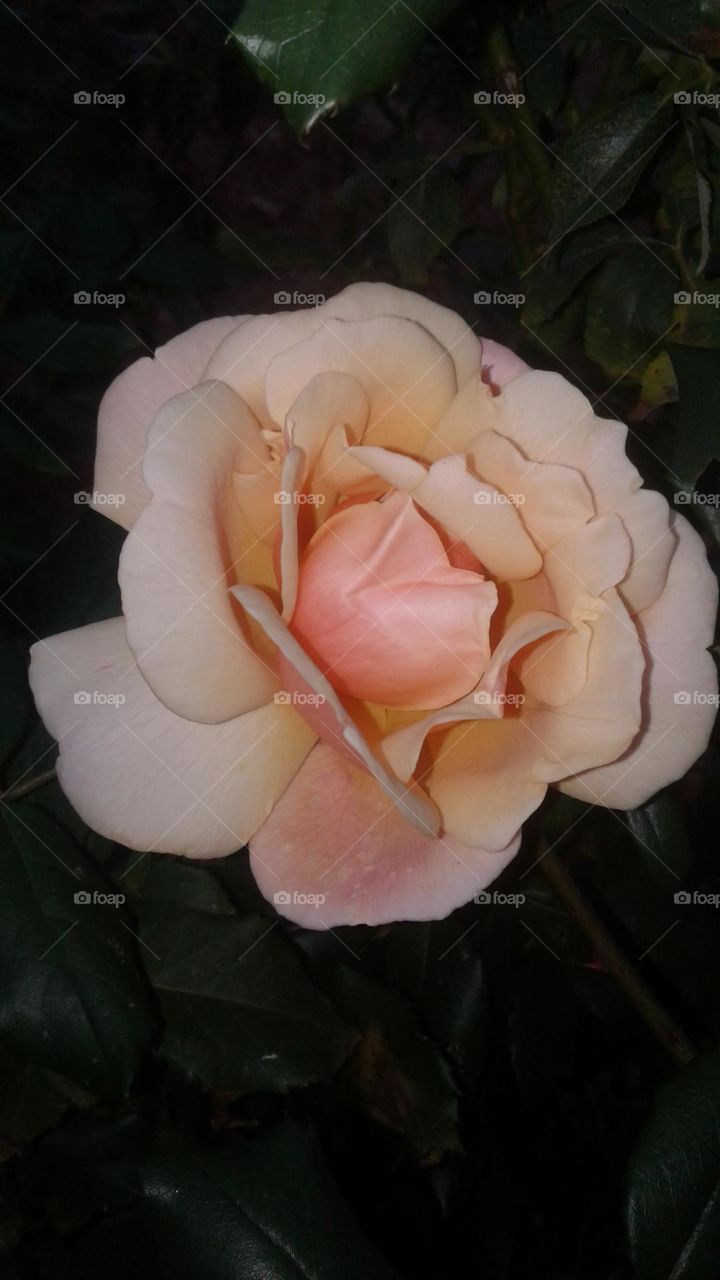 pink flower rose
