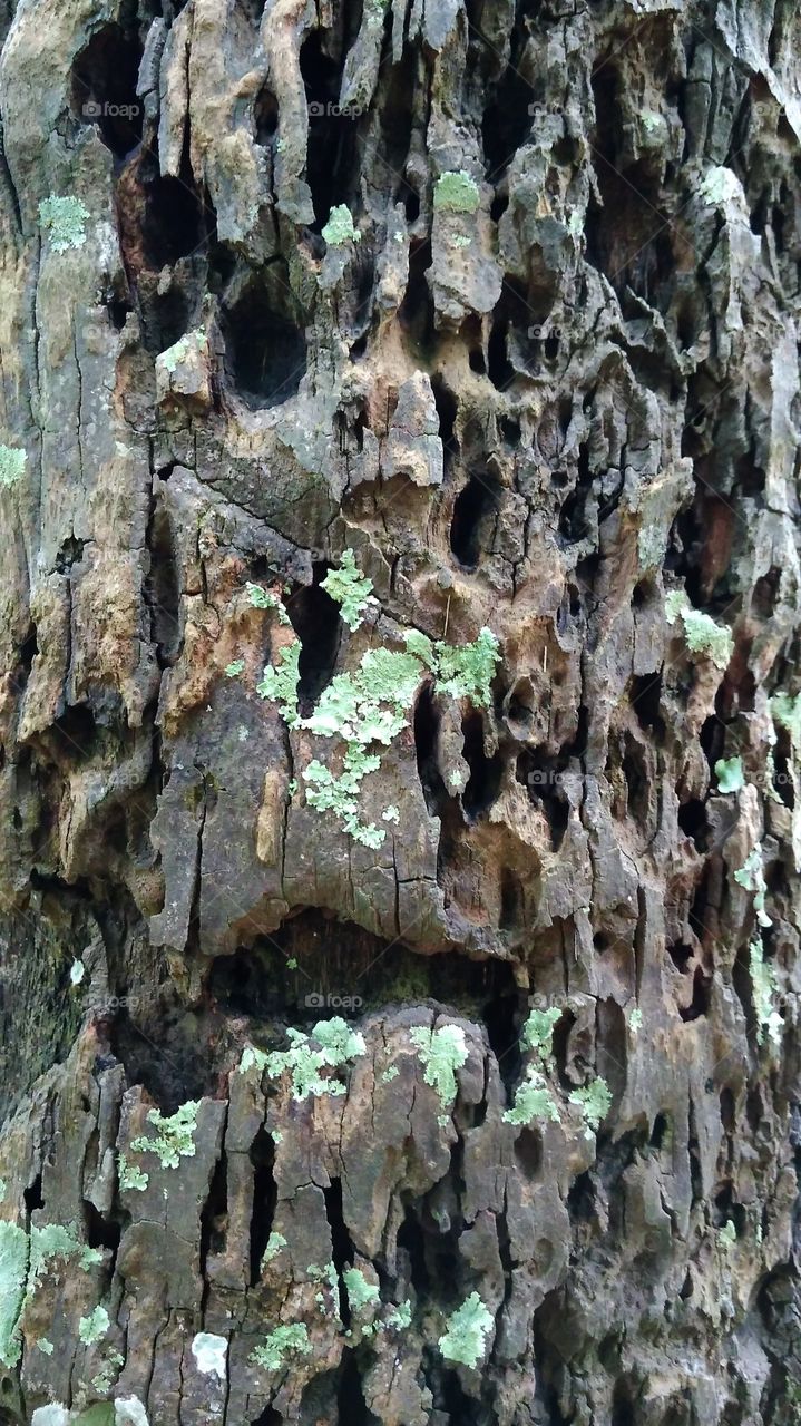 The texture of the tree trunk