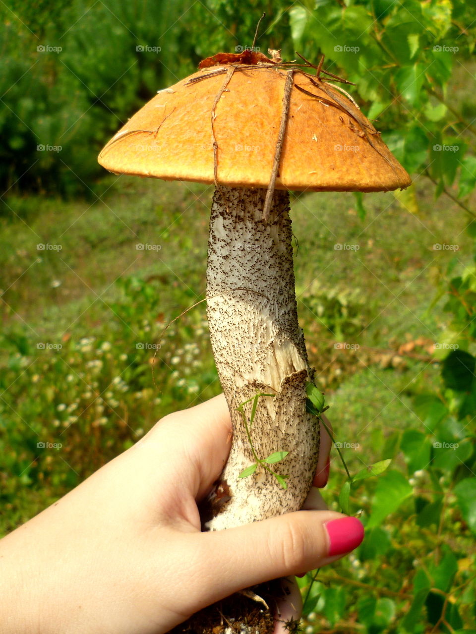 Really delicious red mushroom