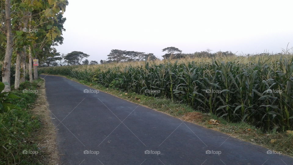 corn crops on the side of rice fields