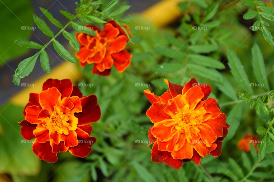 Close-up of marigold flower