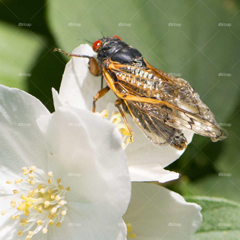 Seventeen Year Cicada on a blossom 